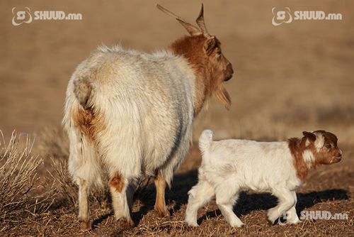 Улсын хэмжээнд 48.6 мянган мал хорогдов